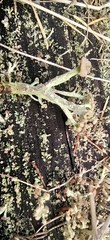 Cladonia botrytes