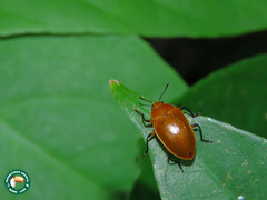 Iphiclus tenuecinctus