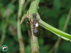 Dolichoderus attelaboides