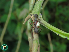 Dolichoderus attelaboides