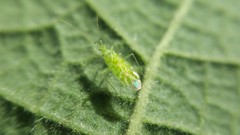 Malacocoris chlorizans