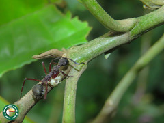 Dolichoderus attelaboides