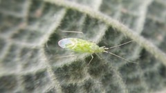 Malacocoris chlorizans