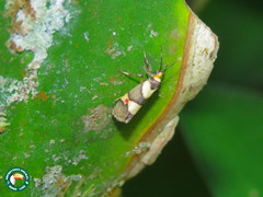 Nodozana rhodosticta