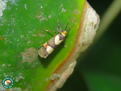 Nodozana rhodosticta