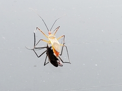 Heteroptera