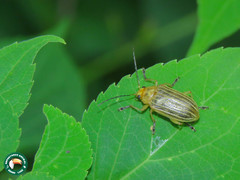 Metaxyonycha granulata