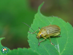 Metaxyonycha granulata