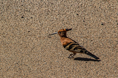 Upupa epops africana