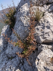 Scrophularia rupestris