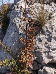 Scrophularia rupestris