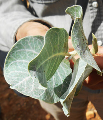 Asclepias nummularia