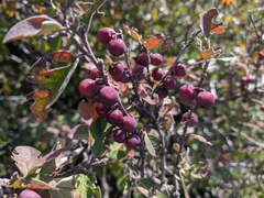 Cotoneaster melanocarpus