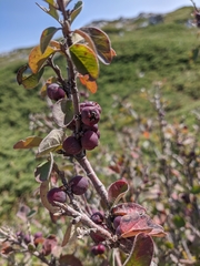 Cotoneaster melanocarpus