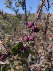 Cotoneaster melanocarpus