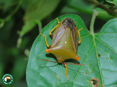 Peromatus sulcifer