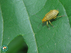 Metaxyonycha granulata