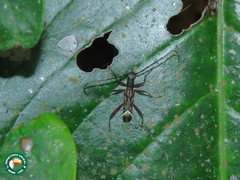 Appula sericatula