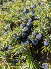 Juniperus communis hemisphaerica