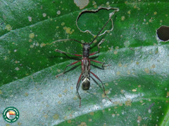 Appula sericatula