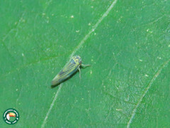 Agalliini