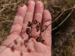 Bupleurum falcatum