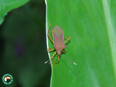 Anasa varicornis