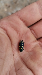Buprestis octoguttata