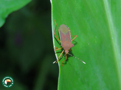 Anasa varicornis