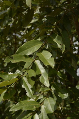 Lagerstroemia parviflora