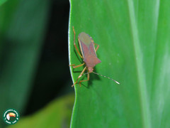 Anasa varicornis