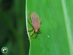 Anasa varicornis