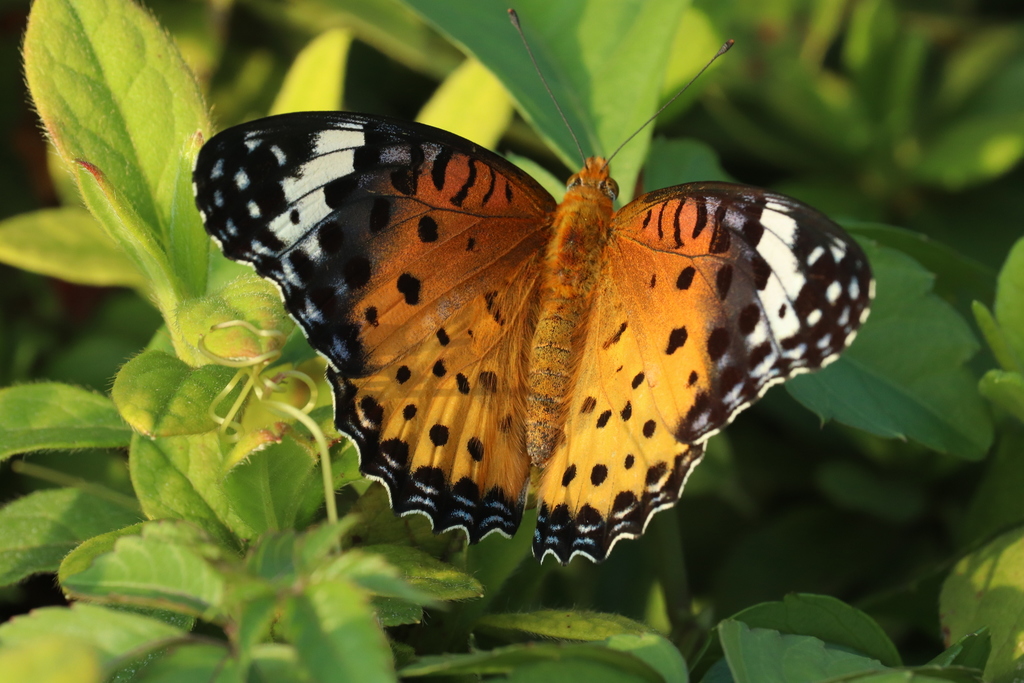 Tropical Fritillary