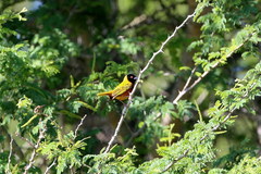 Ploceus ruweti