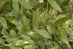 Lagerstroemia parviflora