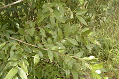 Lagerstroemia parviflora