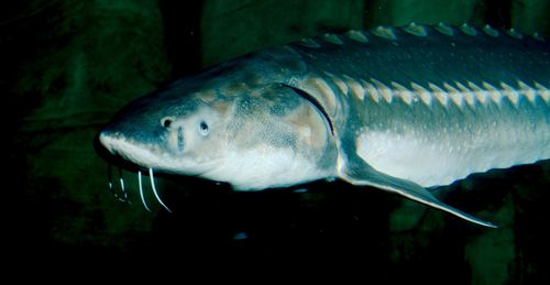 White Sturgeon