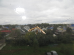 Stenoptilia pterodactyla