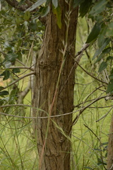 Lagerstroemia parviflora