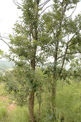 Lagerstroemia parviflora