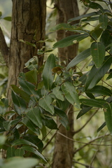 Lagerstroemia parviflora