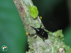 Linomadarus discalis