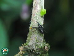 Linomadarus discalis