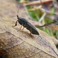 Eremocoris plebejus