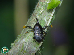 Linomadarus discalis