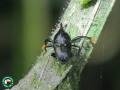 Linomadarus discalis