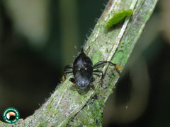 Linomadarus discalis