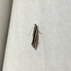 Leptosaces schistopa