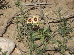 Diascia bicolor