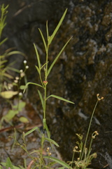 Microstachys chamaelea